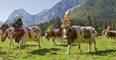 Reichstbürgerl mit Tunnelblick